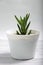 Aloe juvenna is a species of plant in the genus Aloe