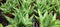 Aloe  Juvenna & x22;Tiger Tooth Aloe& x22; Succulent and sunshine