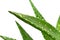 Aloe Leaves With Fresh Water Drops , Isolated On W