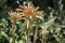 Aloe Leptophylla y Aloe Saponaria. aloe maculata plant about to flower. succulent aloe plant. It is endemic to South Africa,