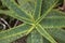 Aloe longibracteata close up