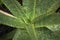 Aloe longibracteata close up