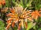 Aloe maculata close up image