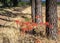 Aloe Maculata flowers next to dirt road under trees