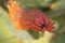 Aloe Marlothii Flowers