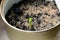 Aloe Marlothii seedling close up