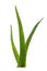 Aloe medicinal plant branch isolated