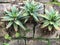 Aloe With Moss Growing On A Wall, 2.