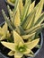 Aloe nobilis gold tooth 2200