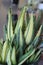 Aloe nobilis gold tooth 4345