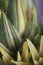 Aloe nobilis gold tooth 4442