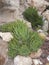 Aloe perfoliata on the rocks