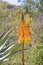 Aloe plant Aloe aculeata with red, orange, yellow and green bloom.