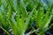 Aloe plant closeup full frame green background photography