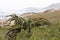 Aloe Plant and Dune Vegetation and Coastal Skyline