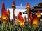 Aloe plant with flowers. La Palma Island. Spain.