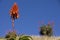 Aloe plant on hill top on a sunny day in south afr