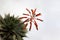 Aloe plant inflorescence with tubular flowers