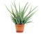 Aloe plant in a pot isolated