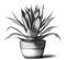 Aloe plant potted sketch hand drawn in doodle style illustration.