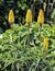 Aloe plants in bloom