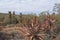 Aloe plants in the desert in South Africa