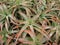 Aloe plants grown tight together