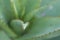 Aloe plants leaf showing its sharp thorns