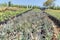 Aloe plants with purple margins on the foliage in the middle of various ornamental plants