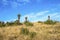 Aloe Plants and Winter Grassland Against Blue Cloudy Sky