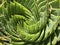 Aloe polyphylla or Spiral Aloe Plant Photo