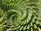 Aloe polyphylla or Spiral Aloe Plant Photo