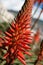 Aloe spinosissima - Aloe plant