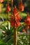 Aloe spinosissima flower,  Spider Aloe, Gold tooth Aloe