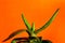 aloe spinous on an orange background. minimalism and bright color combinations. Flowers in the interior