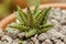 Aloe squarrosa is located on a small rock.