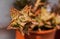 Aloe squarrosa in a pot