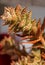 Aloe squarrosa in a pot