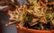 Aloe squarrosa in a pot