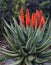 Aloe succotrina - Orange flowers on Aloe Vera