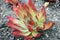 Aloe Succulent Plant