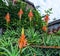 Aloe Succulent Plant Aloe vera with flowers
