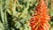 Aloe succulent plant red flower, California USA. Desert flora, arid climate natural botanical close up background. Vivid