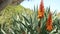 Aloe succulent plant red flower, California USA. Desert flora, arid climate natural botanical close up background. Vivid