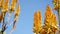 Aloe succulent plant yellow flower, California USA. Desert flora arid climate natural botanical close up background