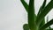 Aloe tree leaves. Homemade aloe flower in a pot on a windowsill. Medicinal plant