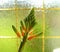 Aloe Variegata bud, bursting into flower.