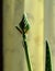 Aloe variegata, bud, leaf.