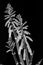 Aloe variegata flowers. Monochrome