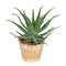 Aloe vera arborescens in pot